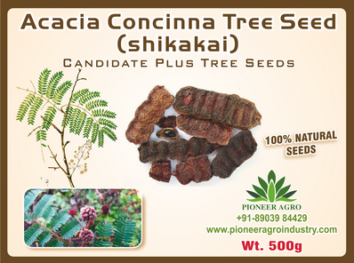 Acasia concinna / shikakai Tree Seed 500 grams