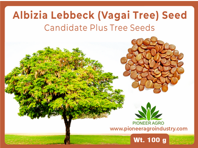 Albizia Odoratissima / Kala Siris Tree Seed 500 grams