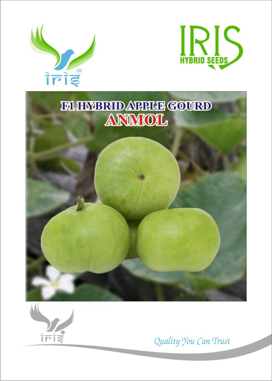 Apple Gourd / Tinda Iris F1 Anmol