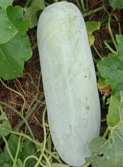 Ash Gourd F1 Rustam