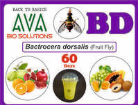 Ava Bacterocera Dorsalis (BD) Lure