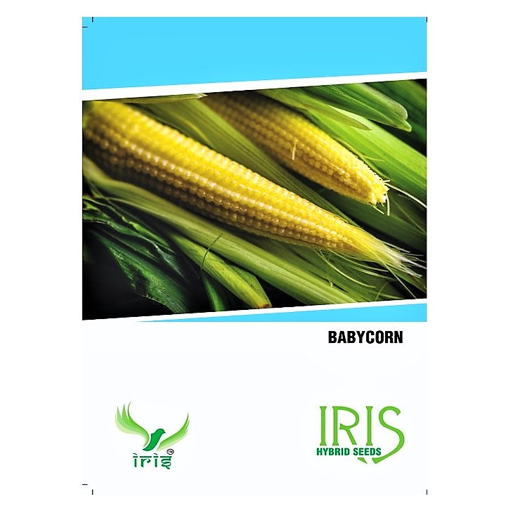 Iris OP Baby Corn 15 Seeds