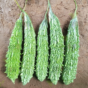 Bittergourd / Karela F1 BG-24