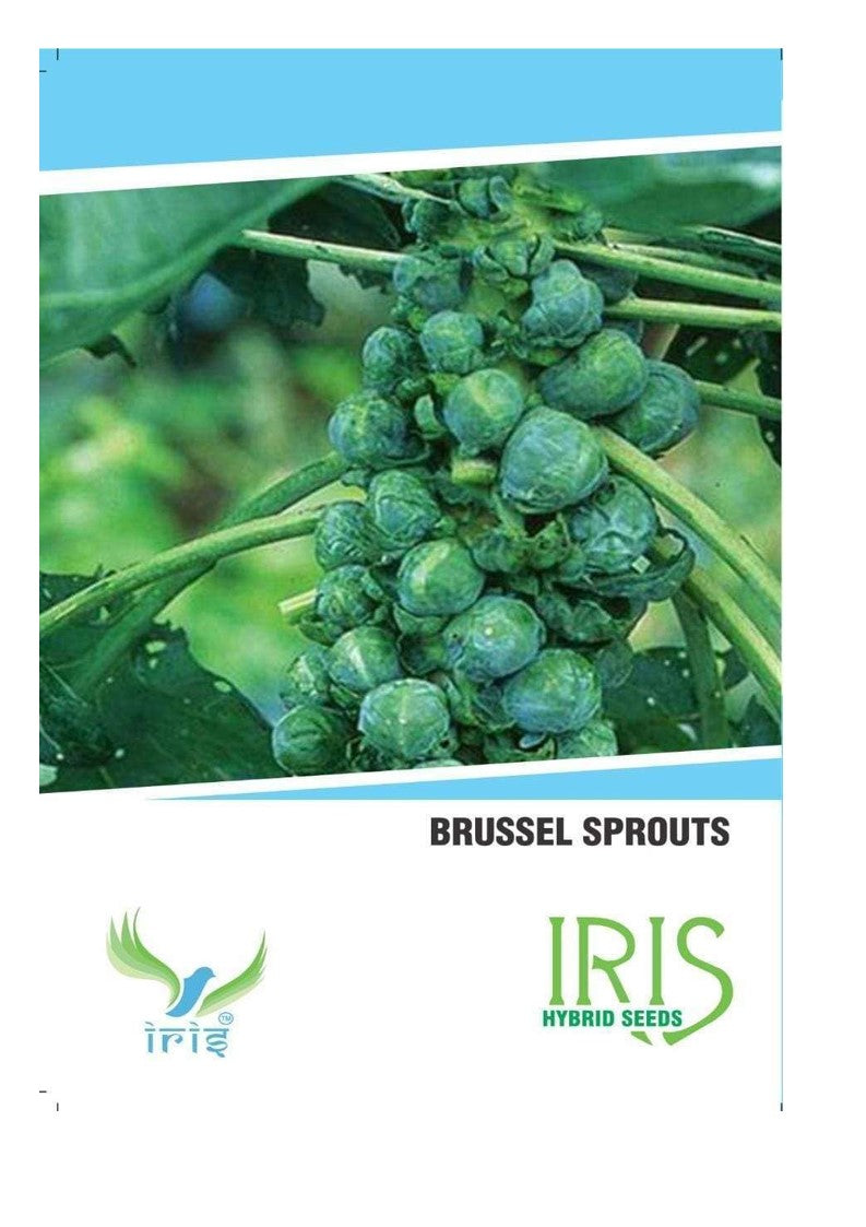 Iris Imported Brussels Sprouts