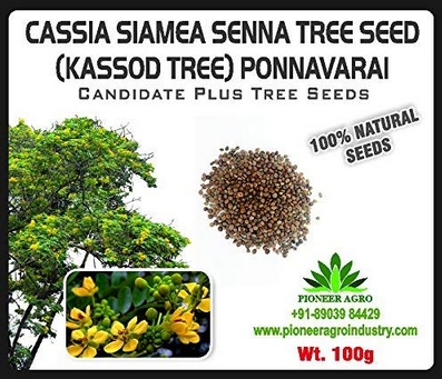 Cassia Siamea Senna / Seemia Tree Seed