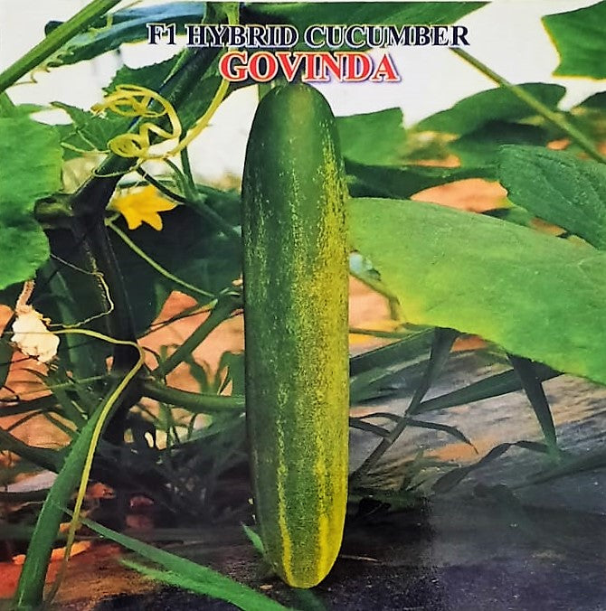 Cucumber / Kakri F1 Iris Govinda