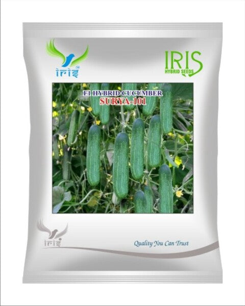 Cucumber / Kakri F1 Iris Surya-101