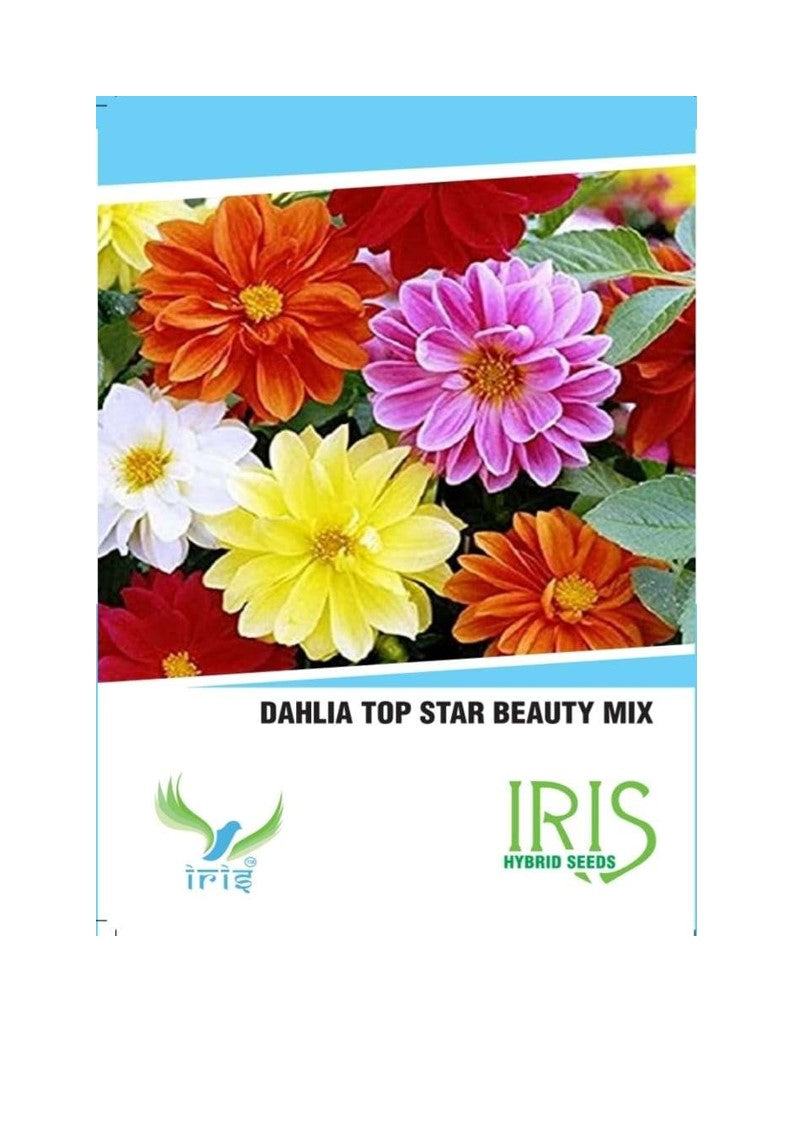 Iris Imported Dahlia Mix 15 Seeds