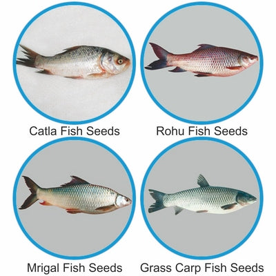 Fishery Seeds small size