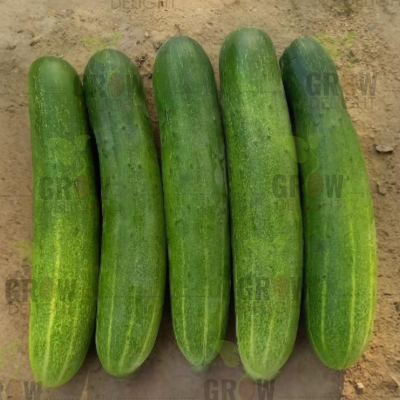 Cucumber / Kakri F1 GD-03