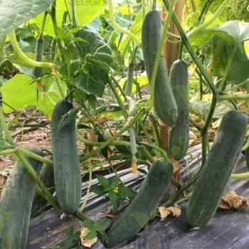 Cucumber / Kakri F1 GD-444