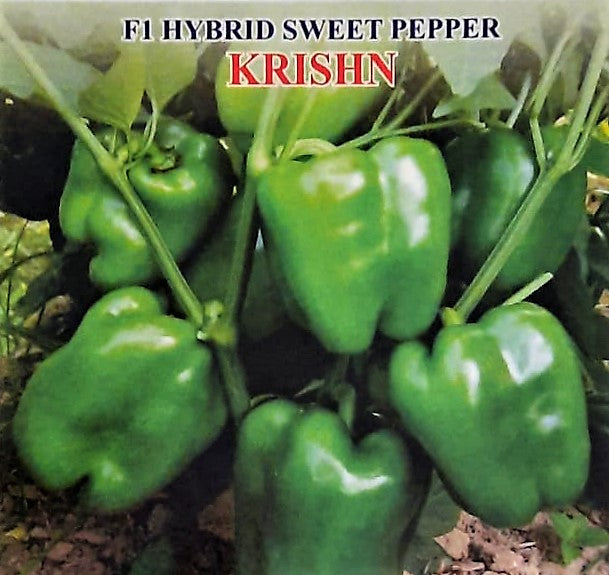 Capsicum F1 Iris Krishn