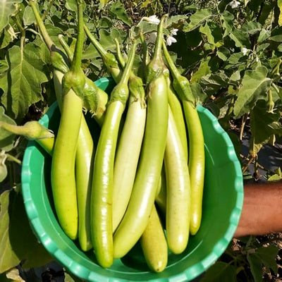 Brinjal IVBJH-371 10 grams