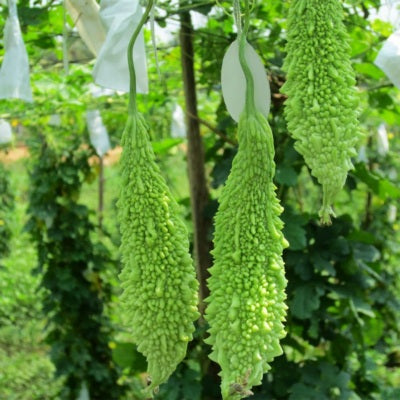 BitterGourd / Karela IVBRH-452 50 grams
