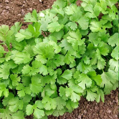 Coriander / Dhaniya IVCOR-951 500 grams