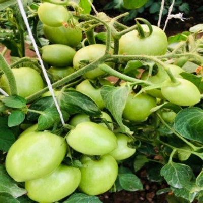 Tomato IVTMH-101 10 grams