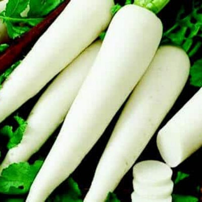 Radish IVTMP-02 250 grams