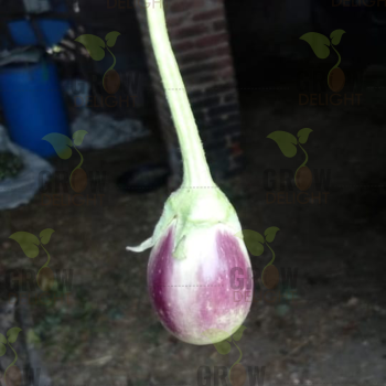Brinjal F1 Little Gem-101