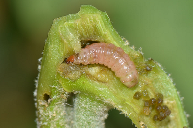 Brinjal Pheromone Lure for Brinjal Fruit & Shoot Borer