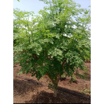 Agromate Moringa Drumstick Tree Seeds 50 grams