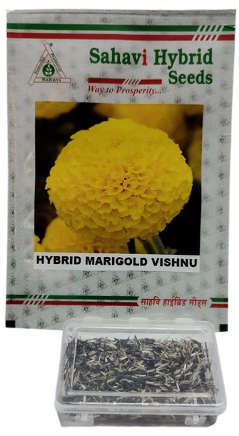 Marigold Yellow F1 Vishnu