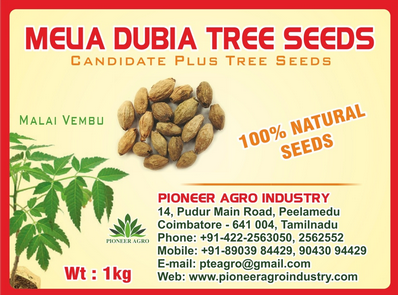 Melia Dubia / Kadukhajur Tree Seed 1 Kg