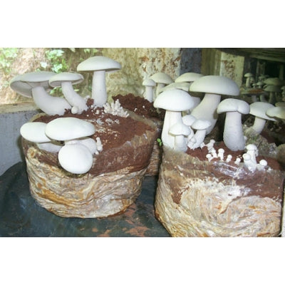 SporeKart Shroomness Milky Mushroom Liquid Culture (10ml)