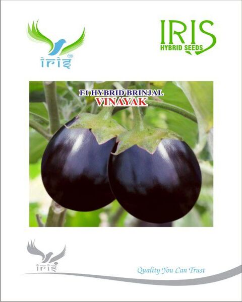 Brinjal Iris F1 Vinayak