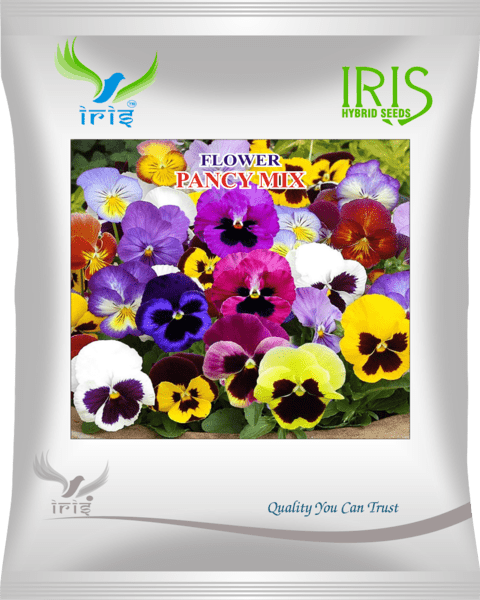 Iris Imported OP Pancy Mix 300+ Seeds