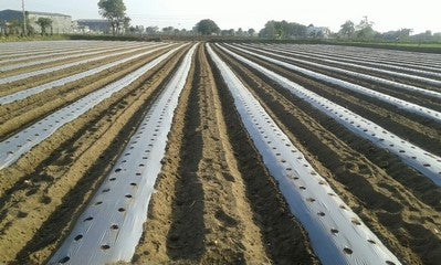 Mulching Film Silver Black 1 meter x 30 microns