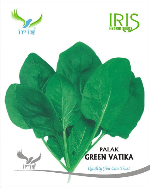 Spinach / Palak OP Iris Green Vatika (All Green) 500 grams