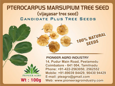 Pterocarpus Marsupium (Vengai) Tree Seed 100 grams
