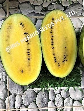 Watermelon F1 Iris Pukhraj (Sugar Baby Type)