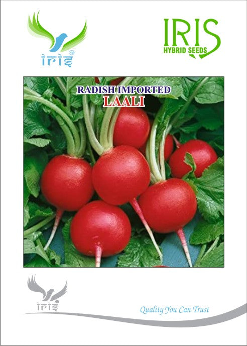 Radish Iris Imported (Red) Laali