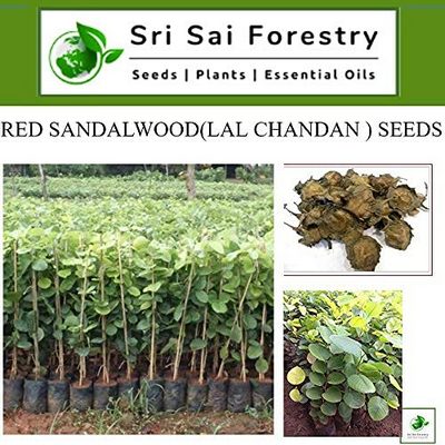 Red Sandalwood/ Lal Chandan Tree Seeds 350 grams