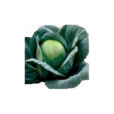 Cabbage / Patta Gobi Gaurav (Namdhari)