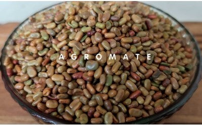 Shevari Seeds (Sesbania Sesban) 250 grams