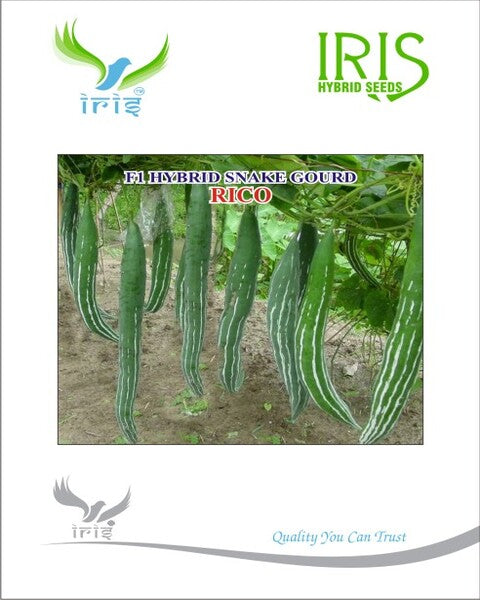 Snakegourd F1 Iris Rico
