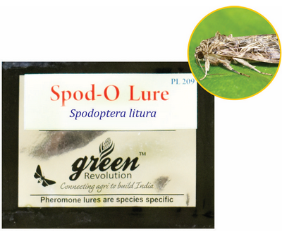 Combo Pack of Funnel Pheromone Trap + Spodo-o Pheromone Lure