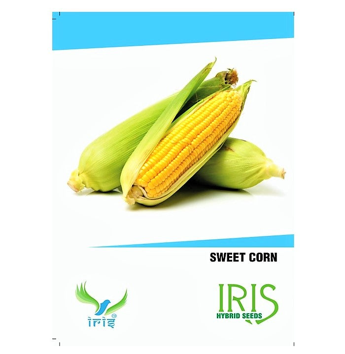 Iris F1 Maize / Sweet Corn 15 Seeds