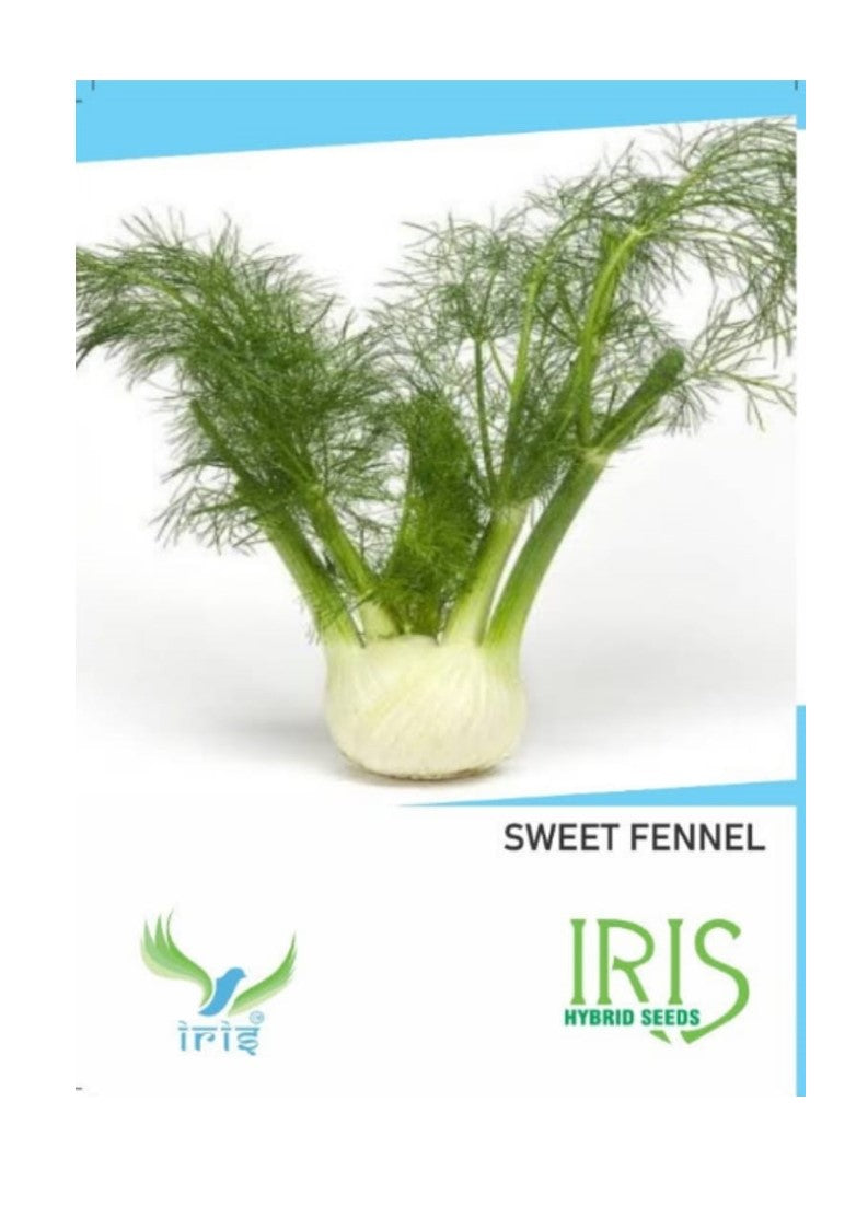 Iris Imported Sweet Fennel