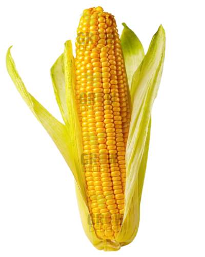 Sweet Corn F1 Sparkle