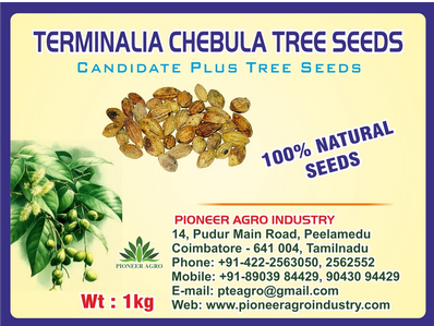 Terminalia Chebula / Harra Tree Seed
