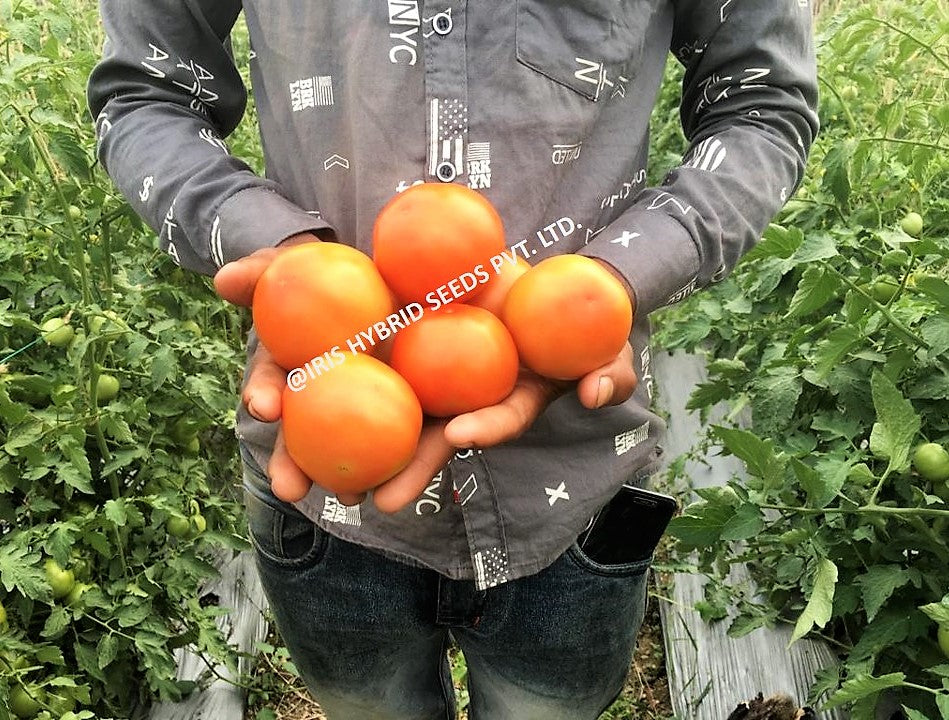 Tomato Iris F1 Keshav 27