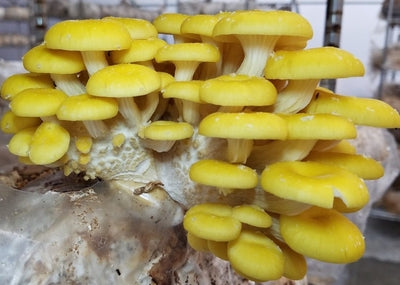 SporKart Shroomness Yellow Oyster Mushroom Spawn (Seeds)