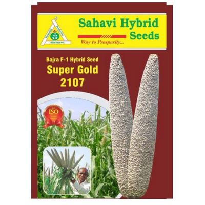 PearlMillet / Bajra Super Gold-2107 1.5 Kg