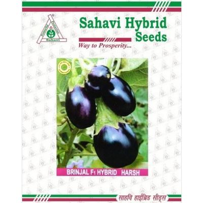 Brinjal Harsh