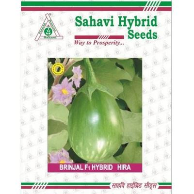Brinjal Hira
