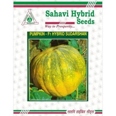 Pumpkin / Kaddoo Sudarshan