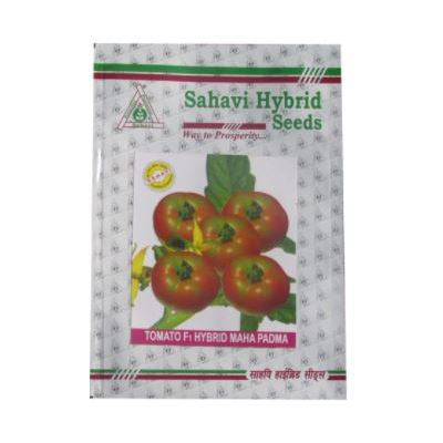 Tomato Maha Padma